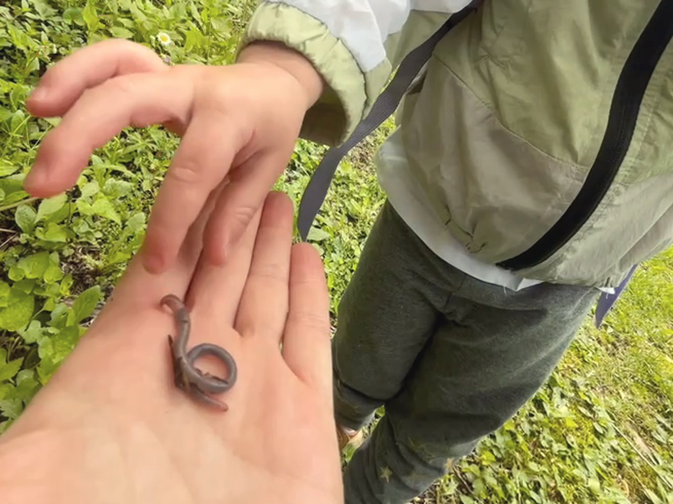 A small salamander curled in an open palm while a child's hand reaches toward it on a green trail