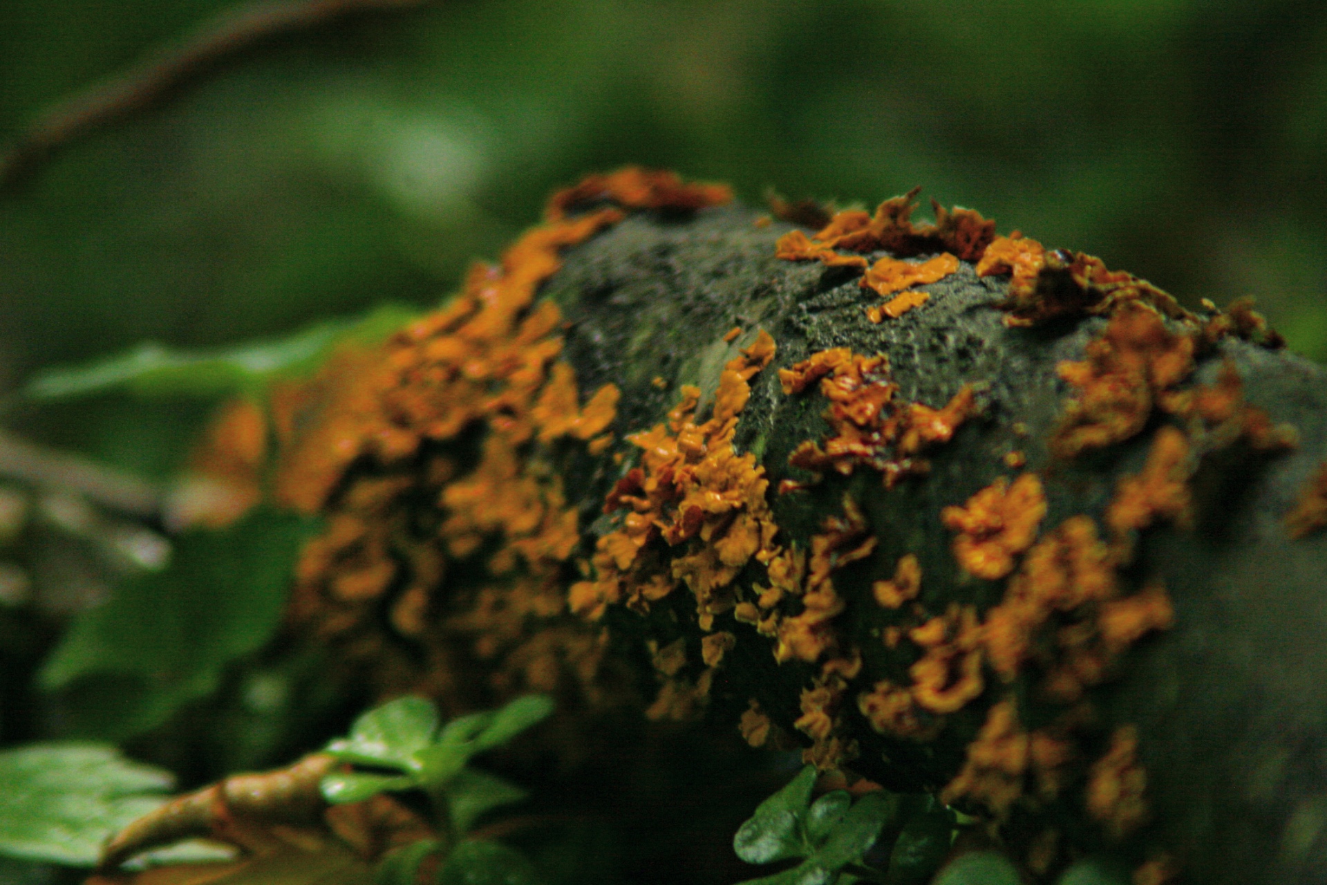 Orange jelly fungus spread across a dark fallen branch
