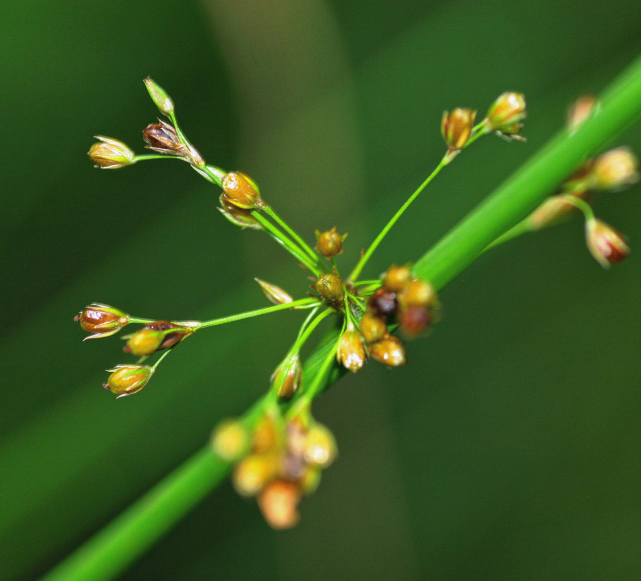 Seed heads branching from a green rush stem