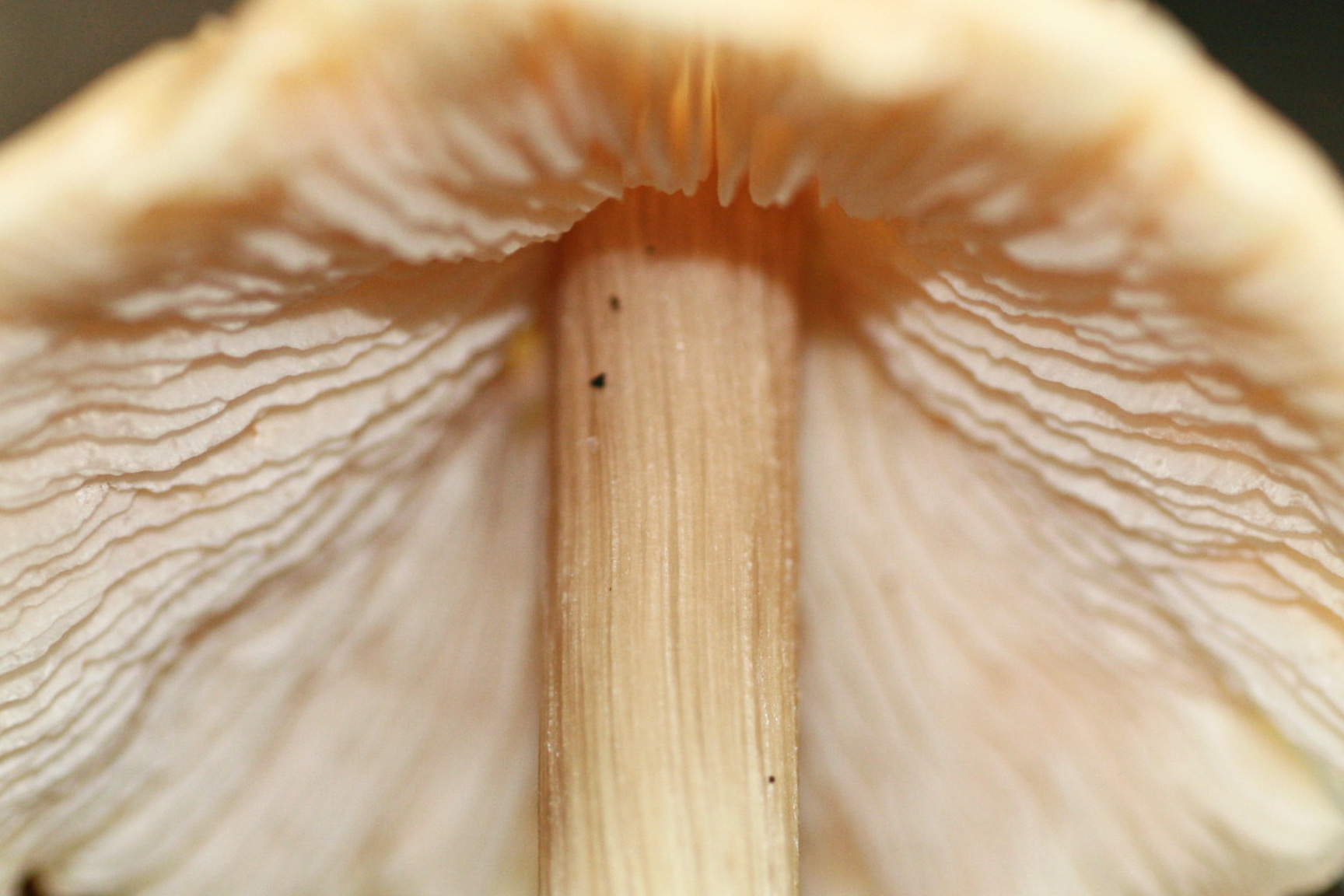 The pale gills and stem underside of a mushroom