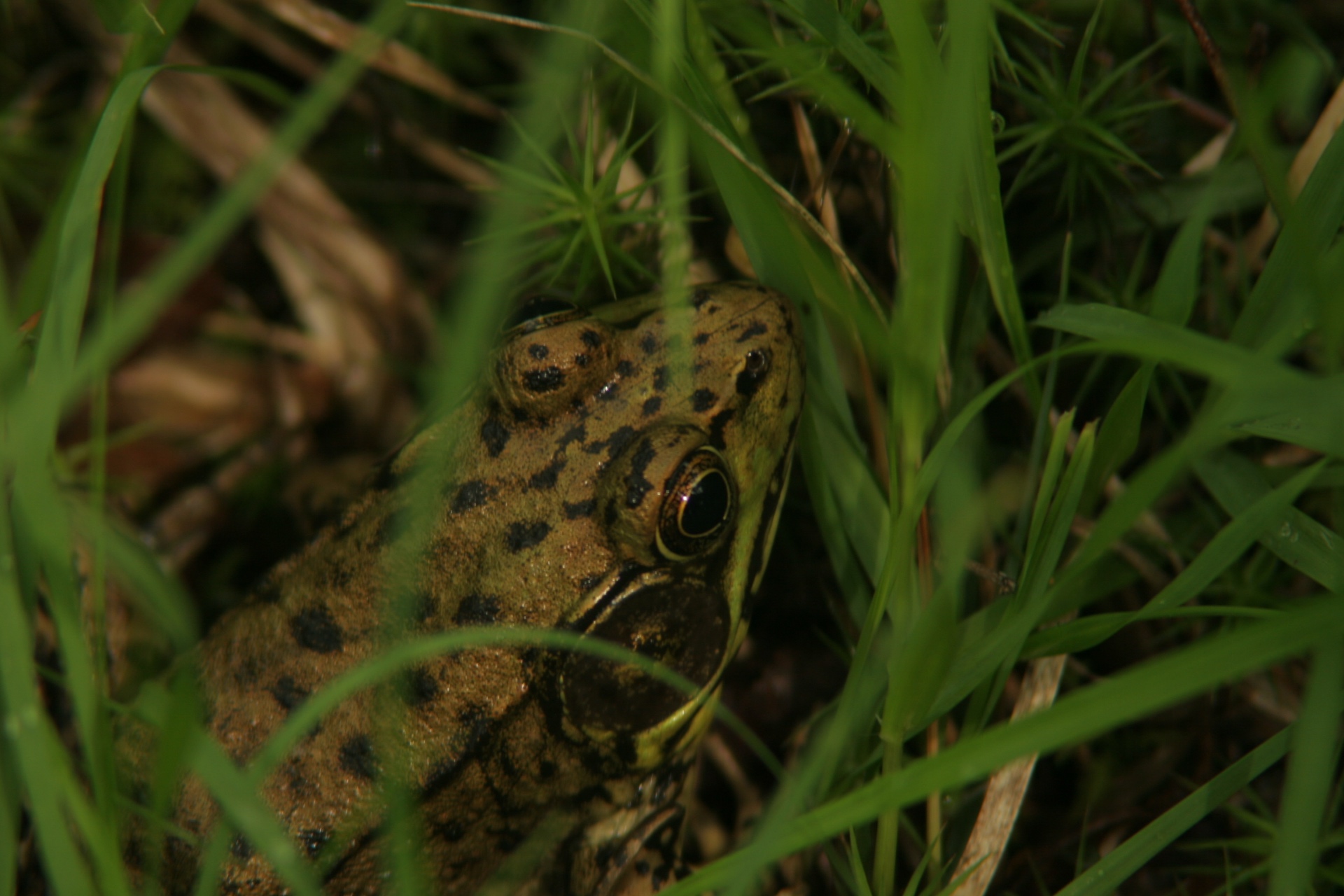 A green frog sitting low in tall grass