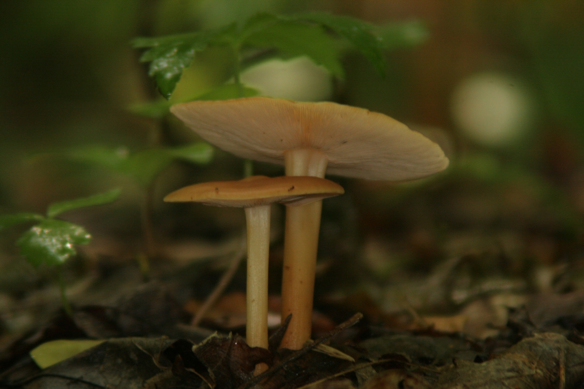 Two tan mushrooms on the forest floor
