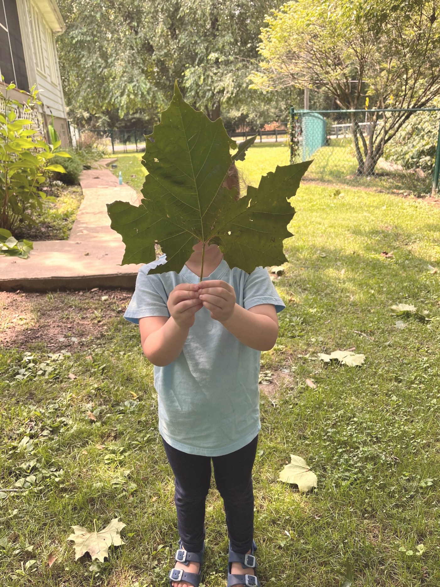 A child holding a large leaf up in front of their face