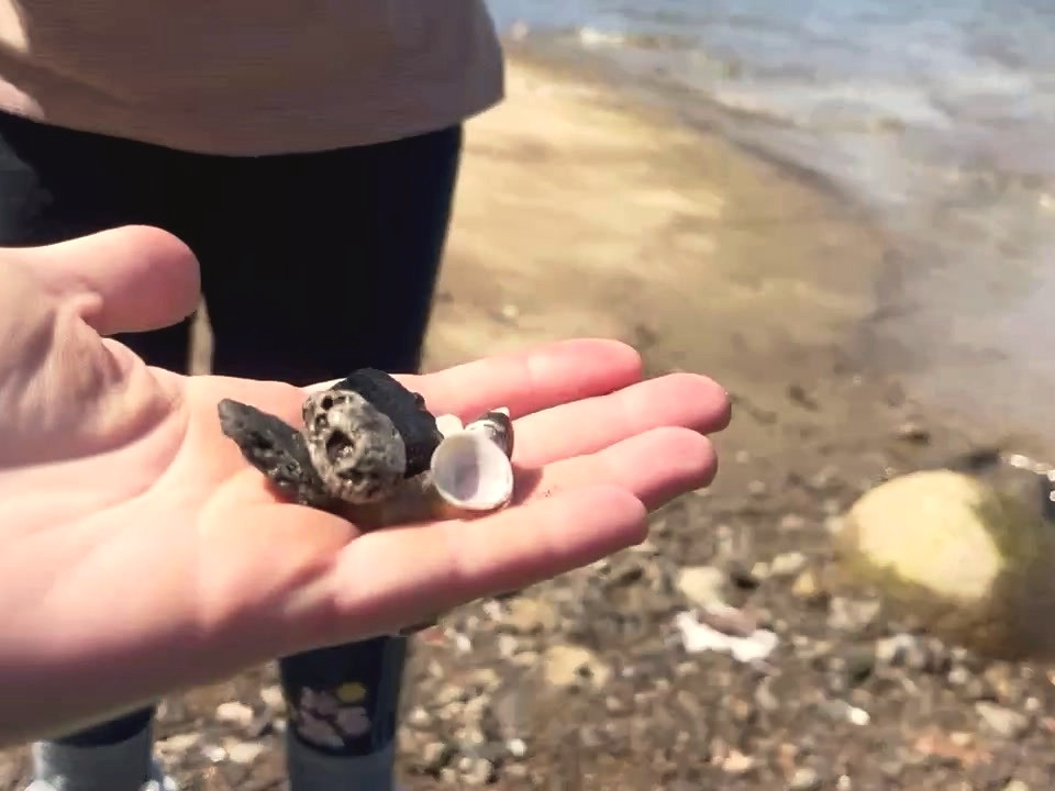 A hand holding small river treasures: shells, river glass, and driftwood