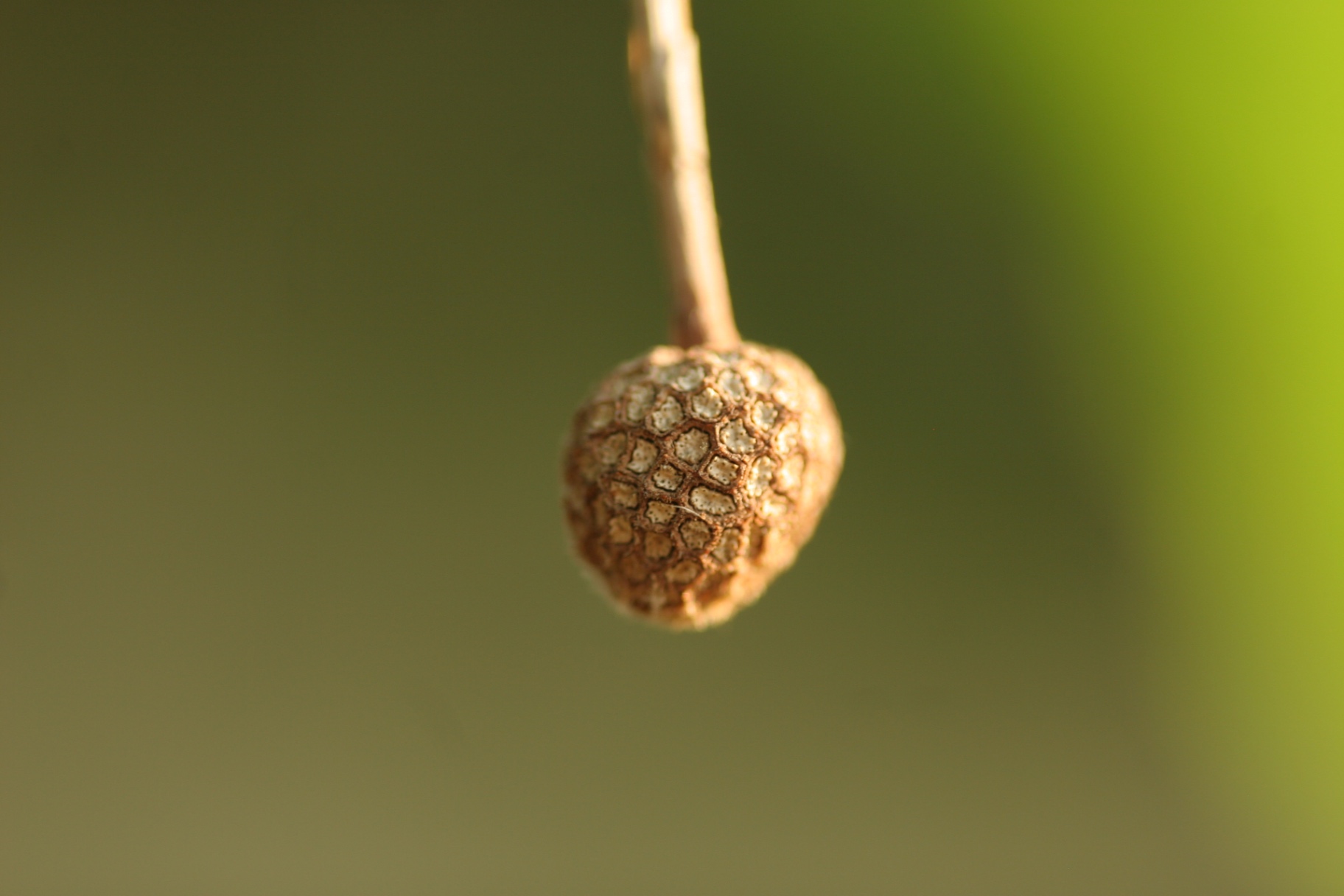 A dried seed ball hanging from a thin branch