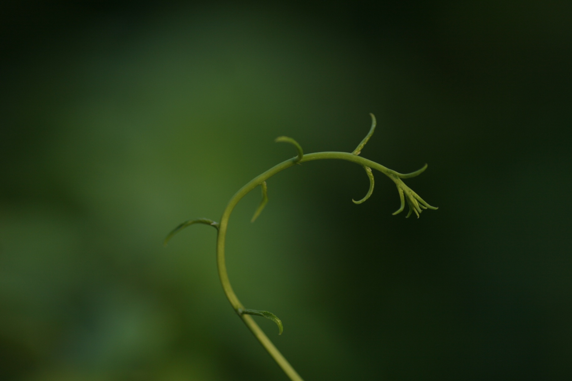 A green vine tendril curling against a dark background