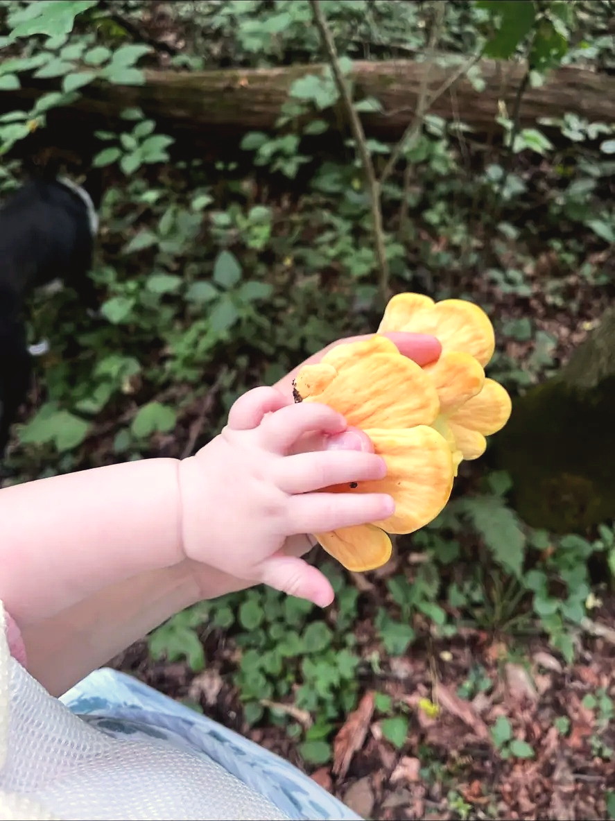 A small child's hands and an adult's hands holding a bright orange chicken of the woods mushroom