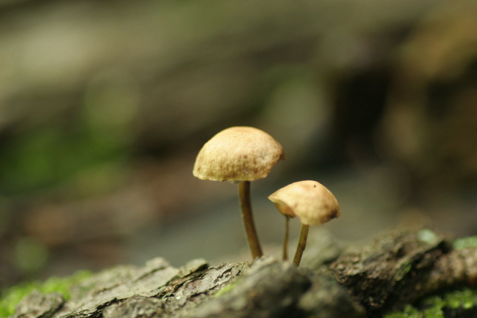 Two small tan mushrooms on a mossy log