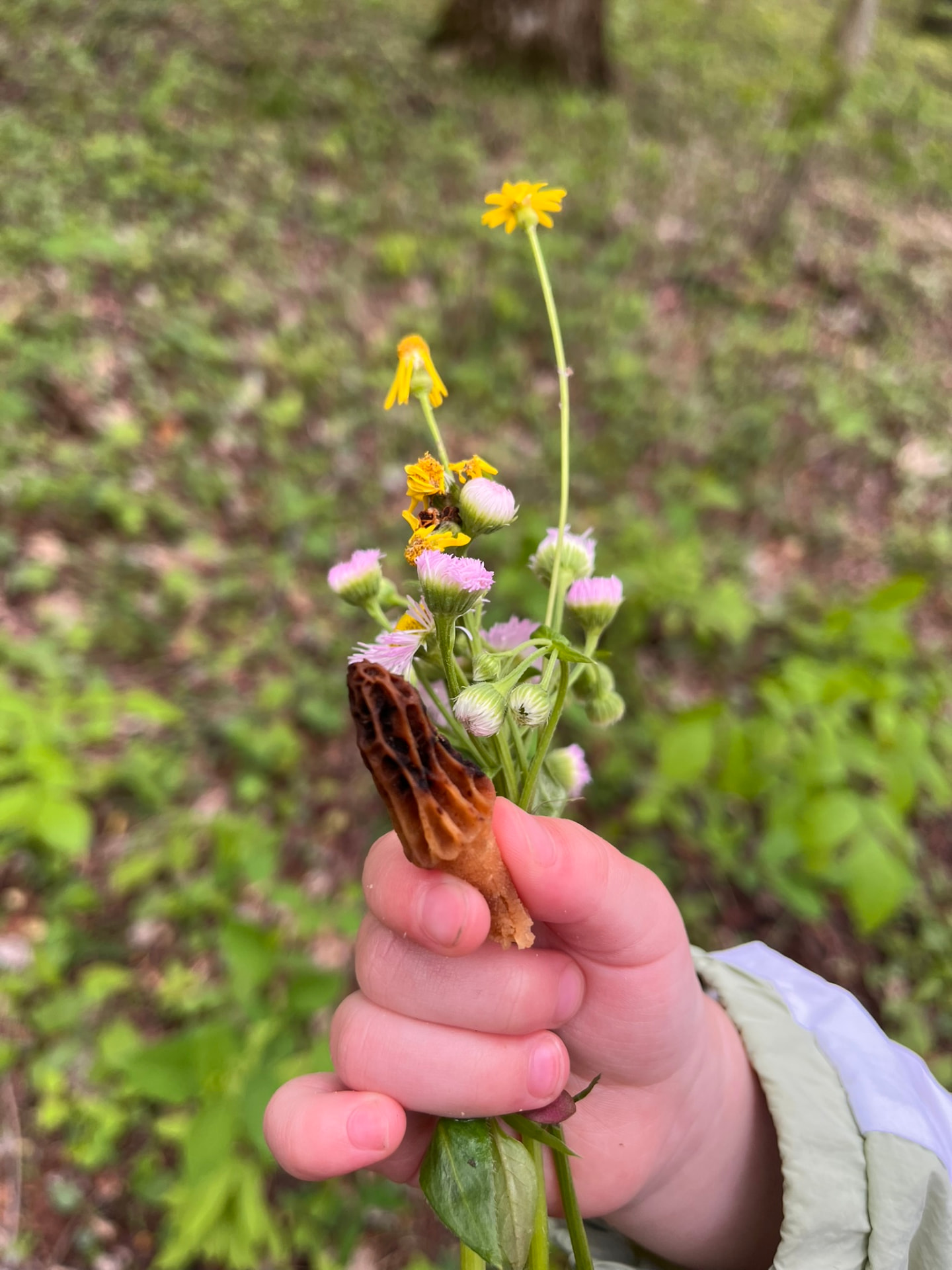 A child's hand holding a small bouquet of wildflowers and a morel mushroom