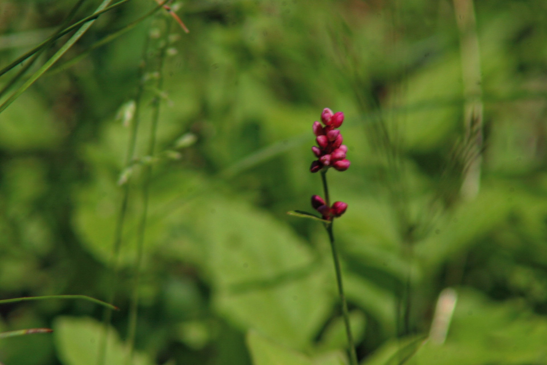 A single pink smartweed flower spike against green