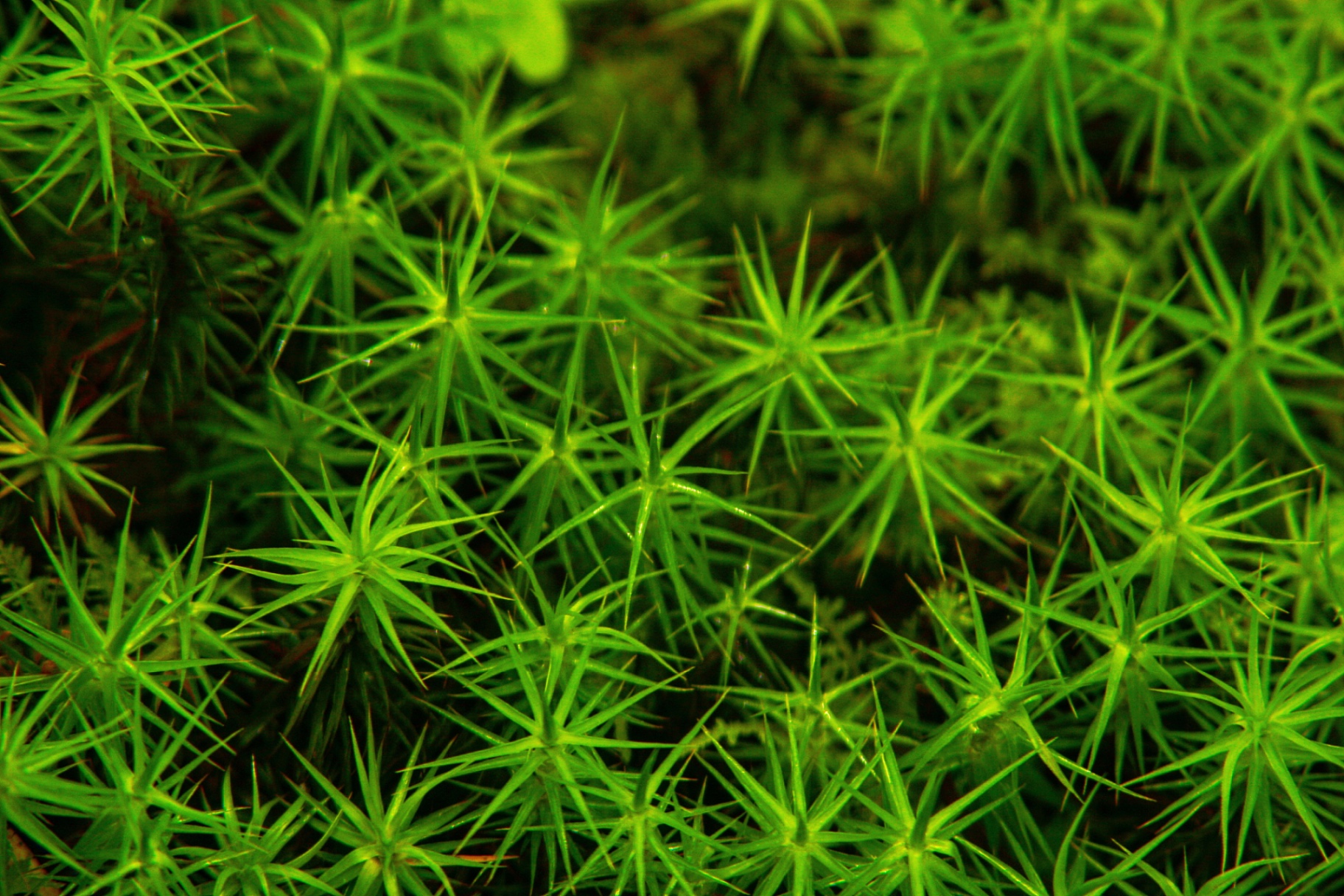 A close view of bright green haircap moss stars