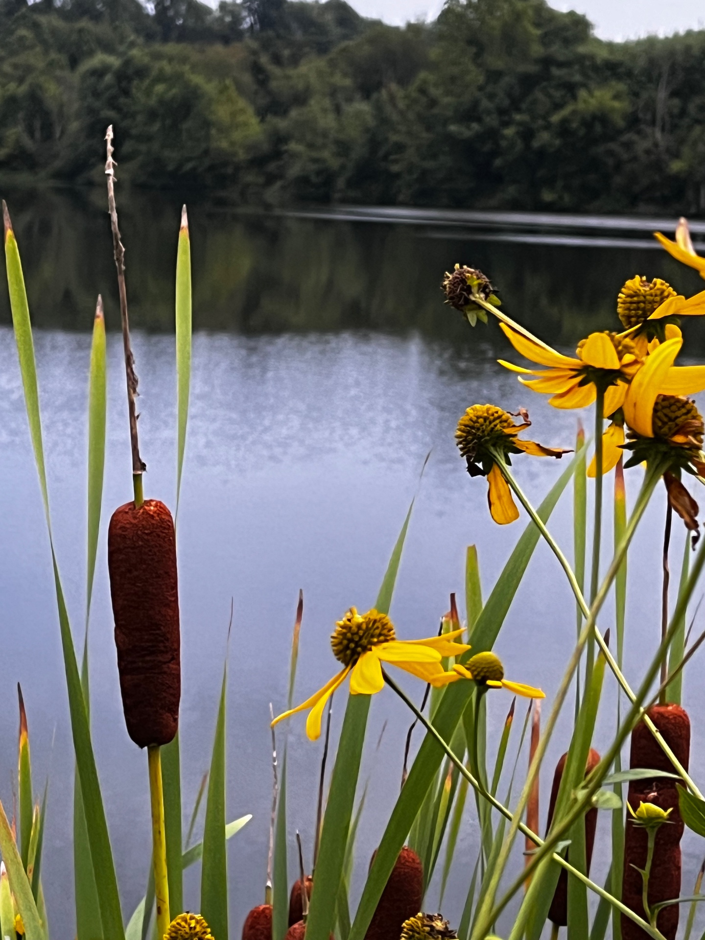 Yellow flowers and brown cattails along the edge of a pond under a grey summer sky