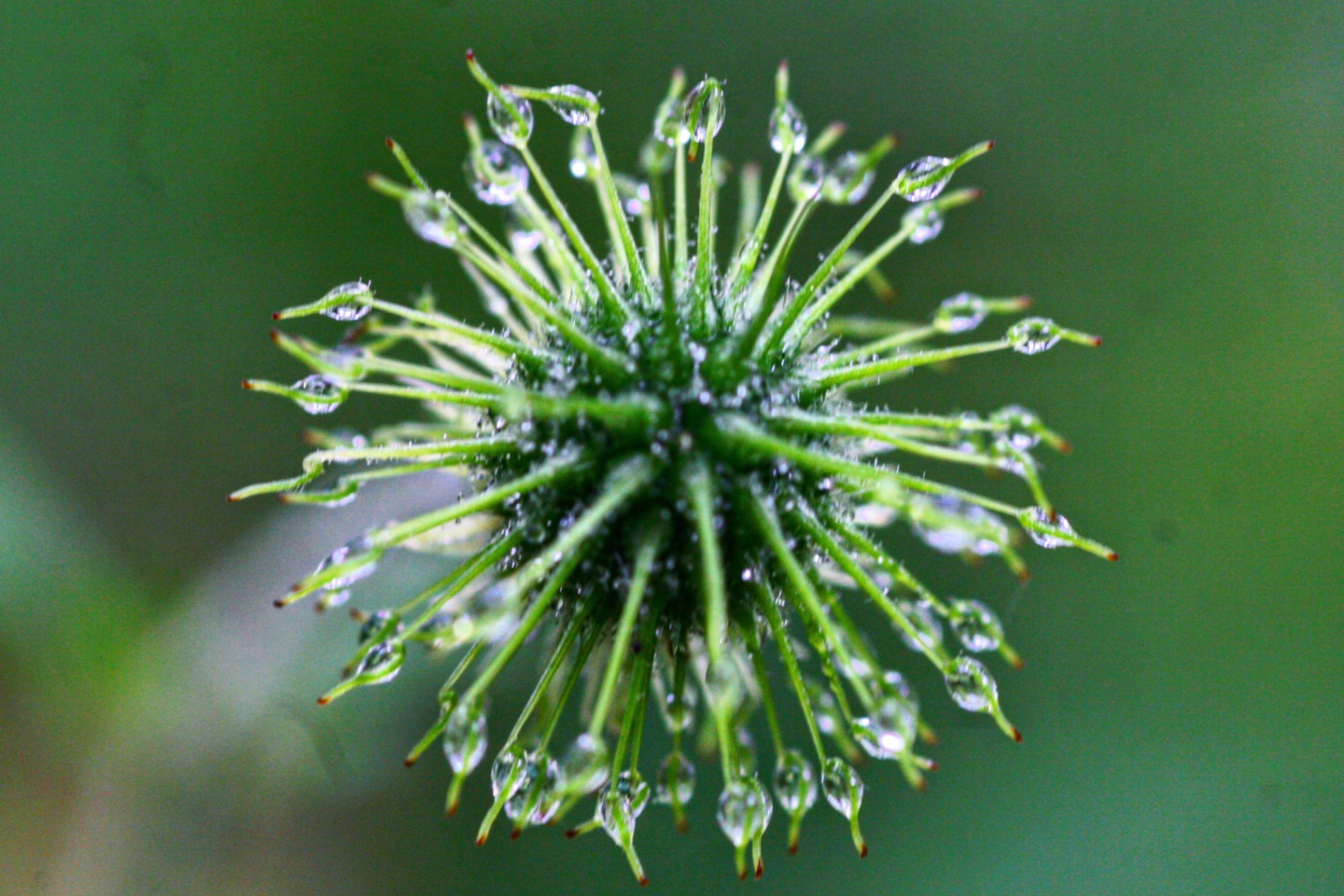Dew beaded along the green spokes of a seed head