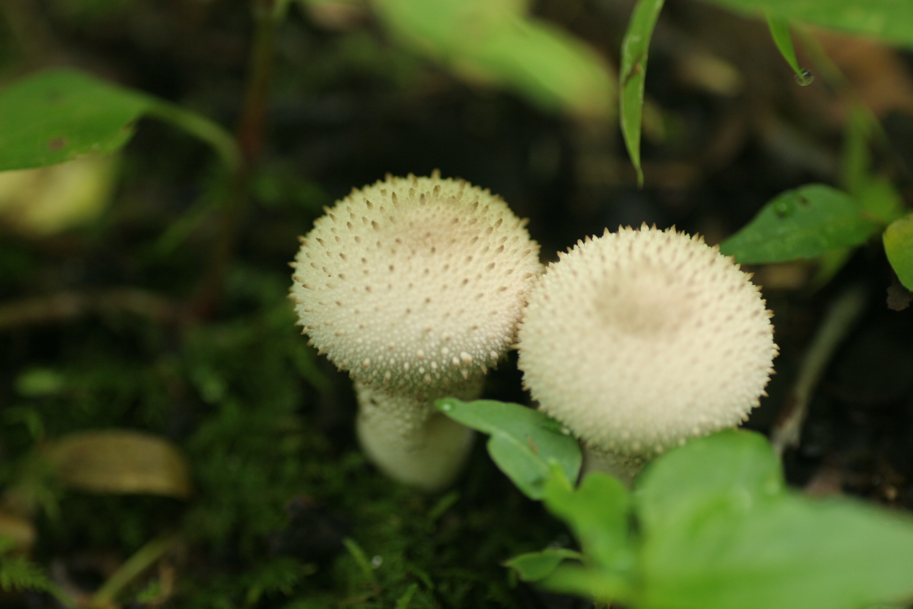 Two spiny puffball mushrooms growing in moss